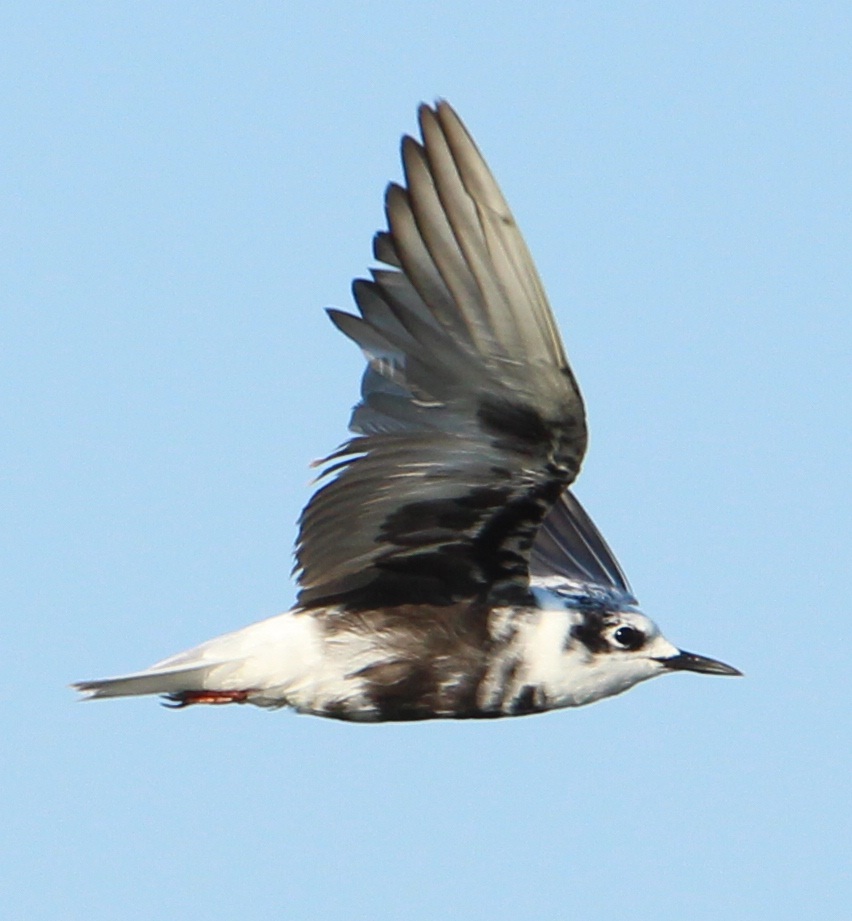 mignattino alibianche